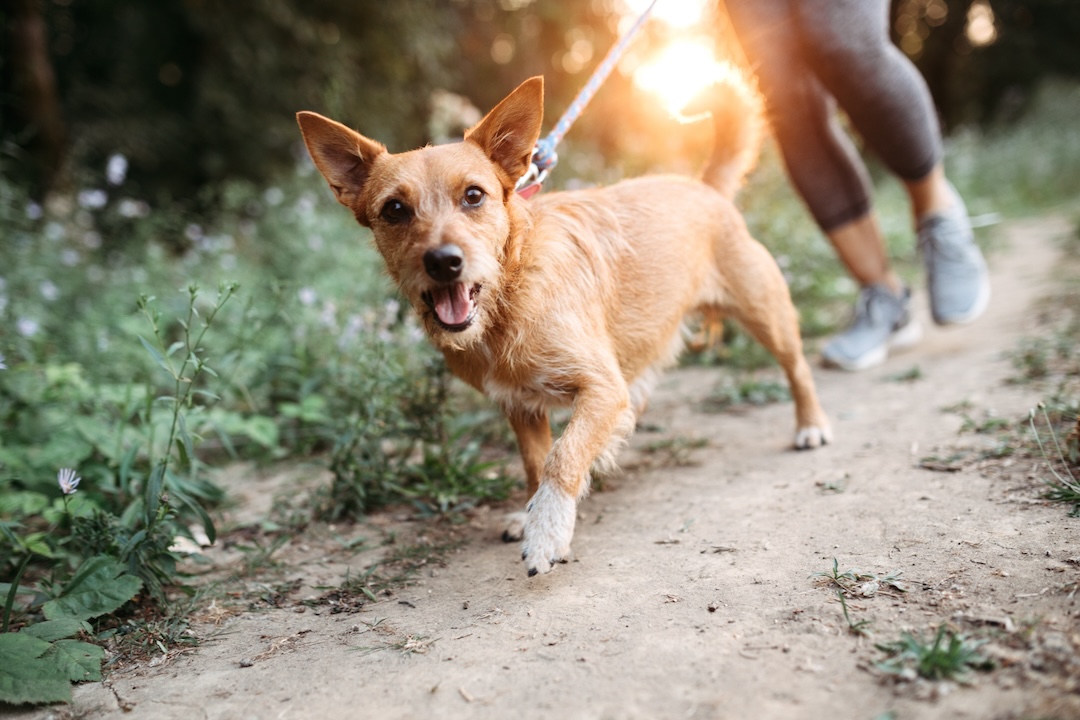 Running Dog Leash