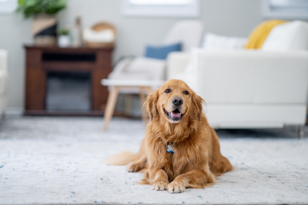 Furbo 360° Camera Prime Day deal
