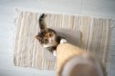 A cat using a scratching post.