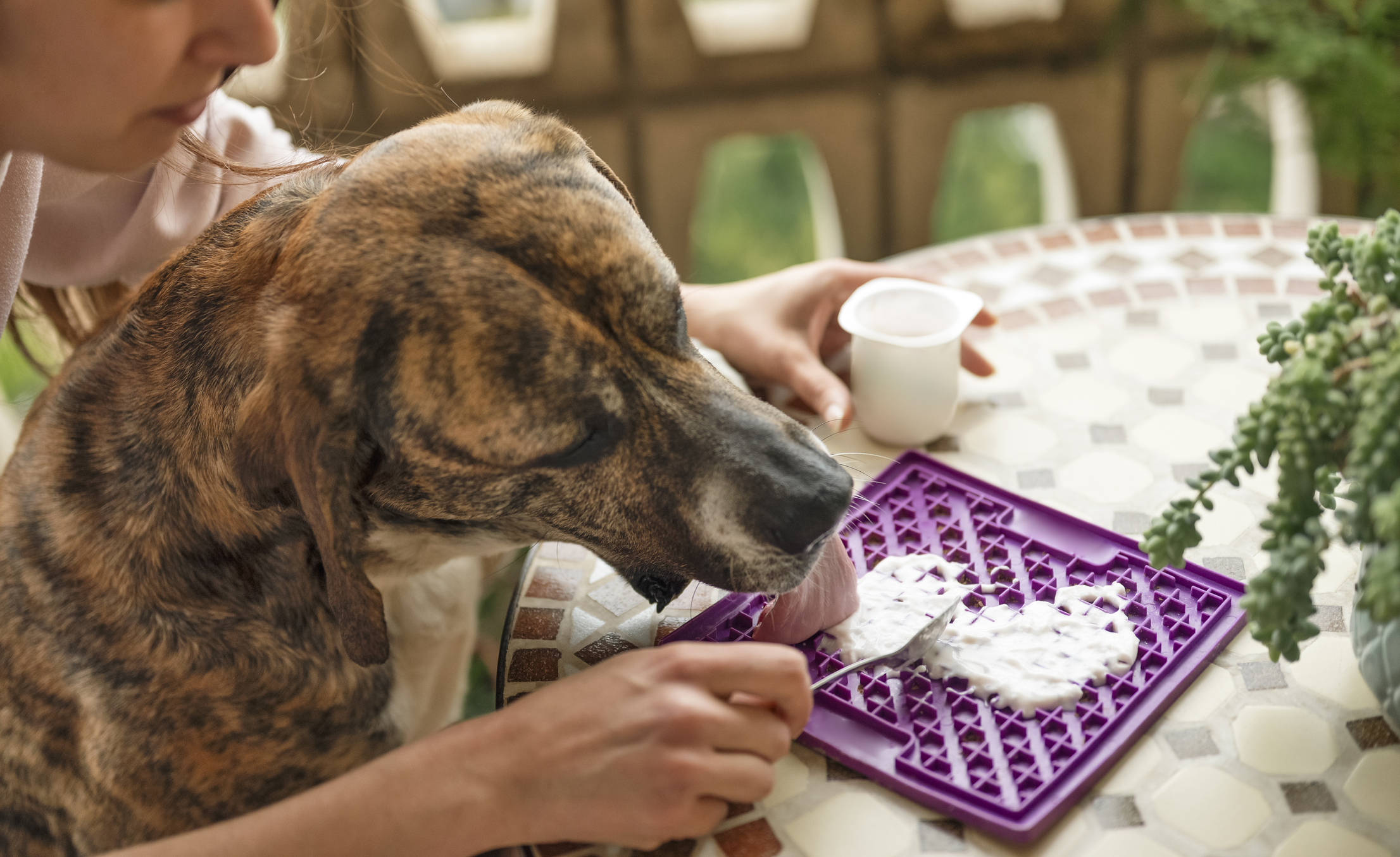 Woman preparing a food-licking toy for her dog with yogurt at home