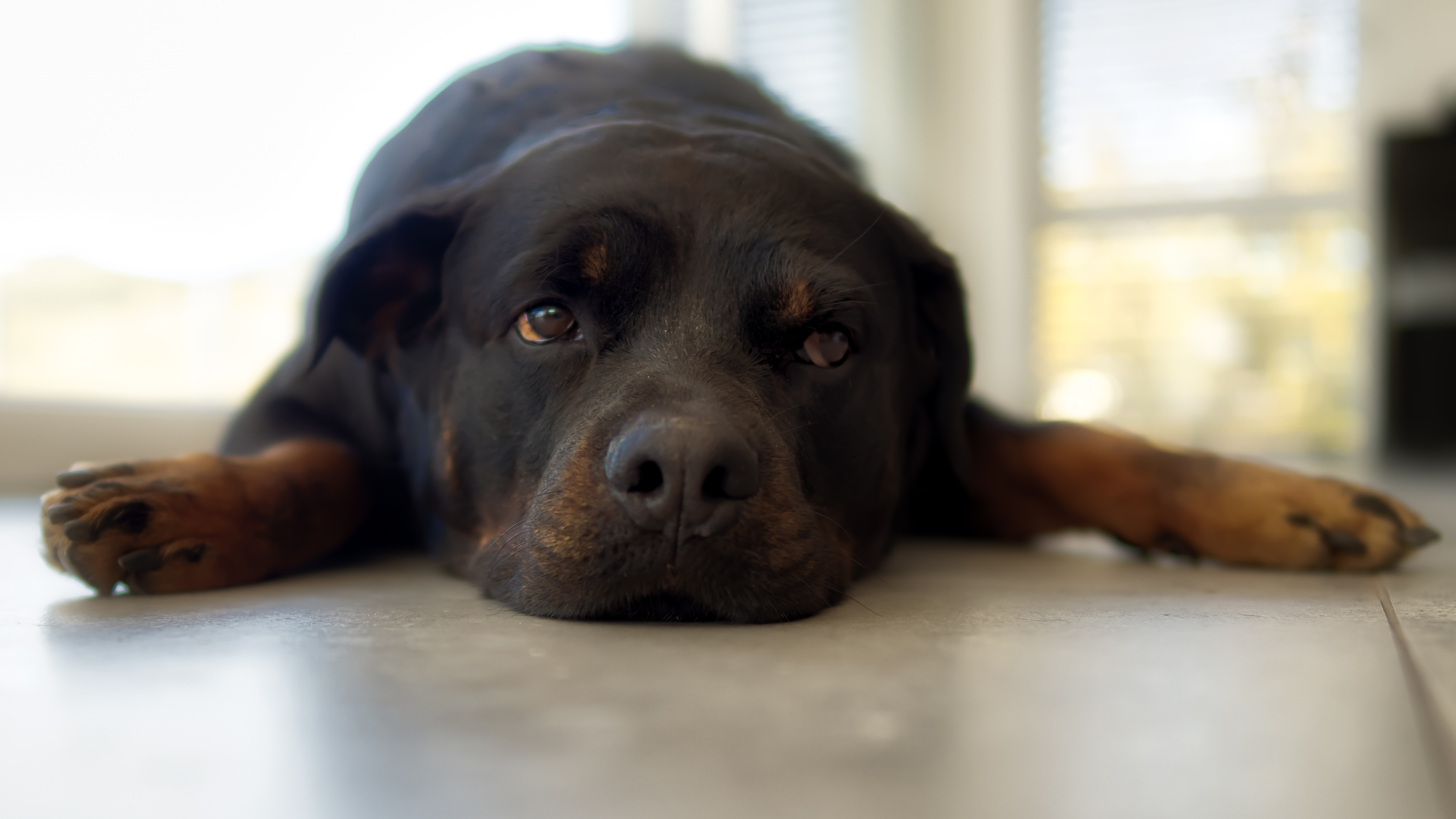 Healthy dog lying down