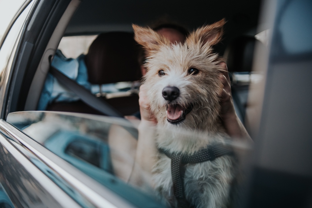 Dog Road Trip
