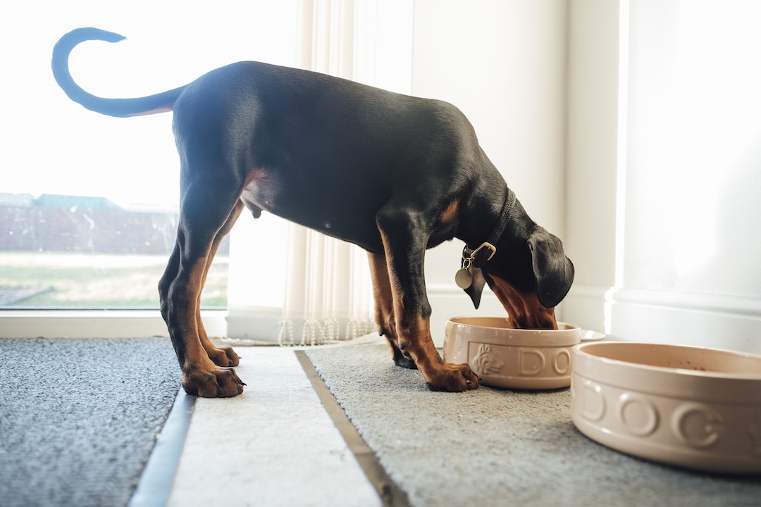 Doberman puppy eating lunch from a dog bowl at his home in the North East of England while playing in a garden.