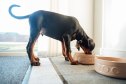 Doberman puppy eating lunch from a dog bowl at his home in the North East of England while playing in a garden.