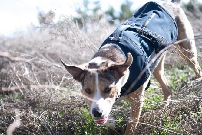 Carhartt Quick Duck Fleece Lined Dog Jacket