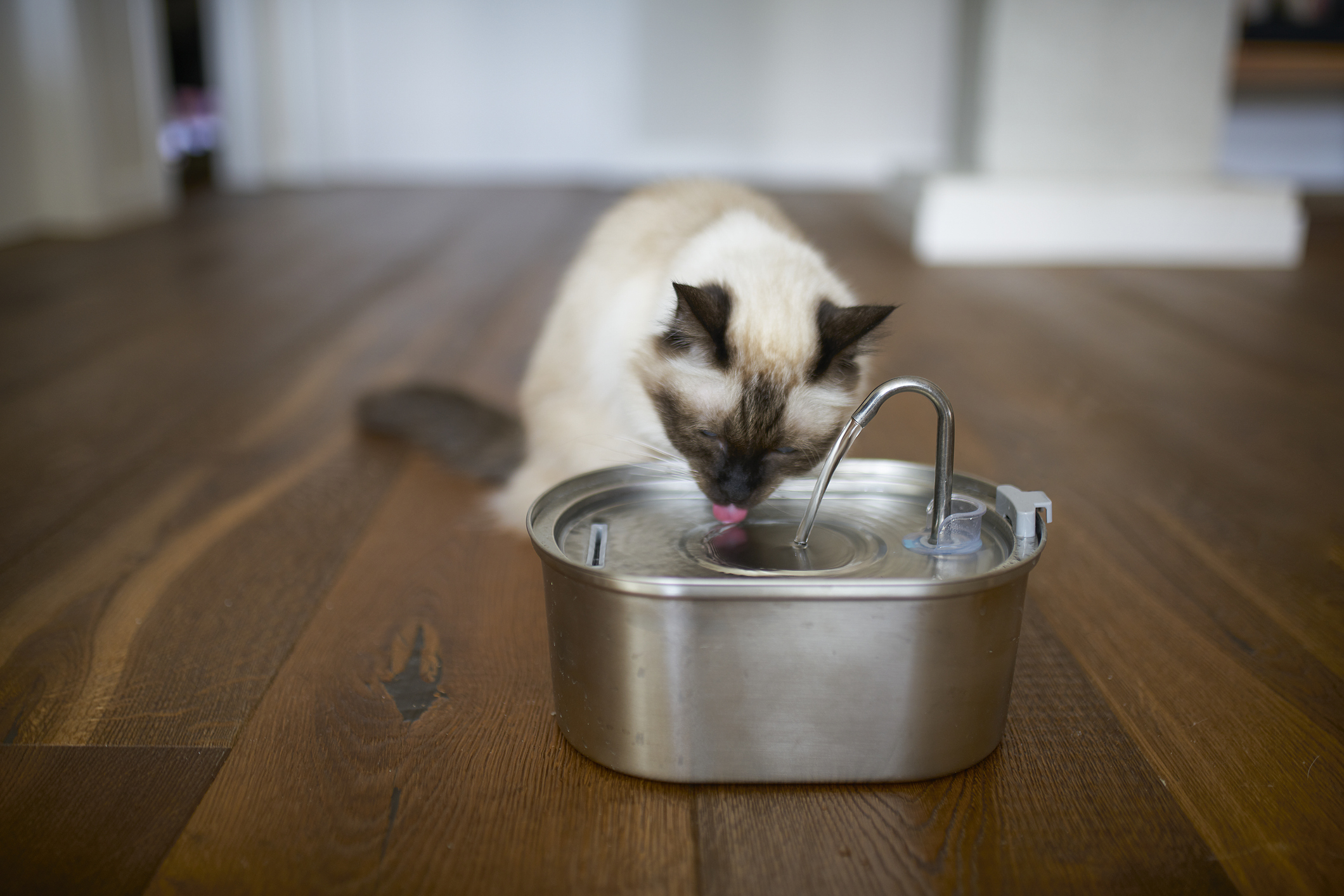 Birman Cat Drinking Water From Pet Fountain