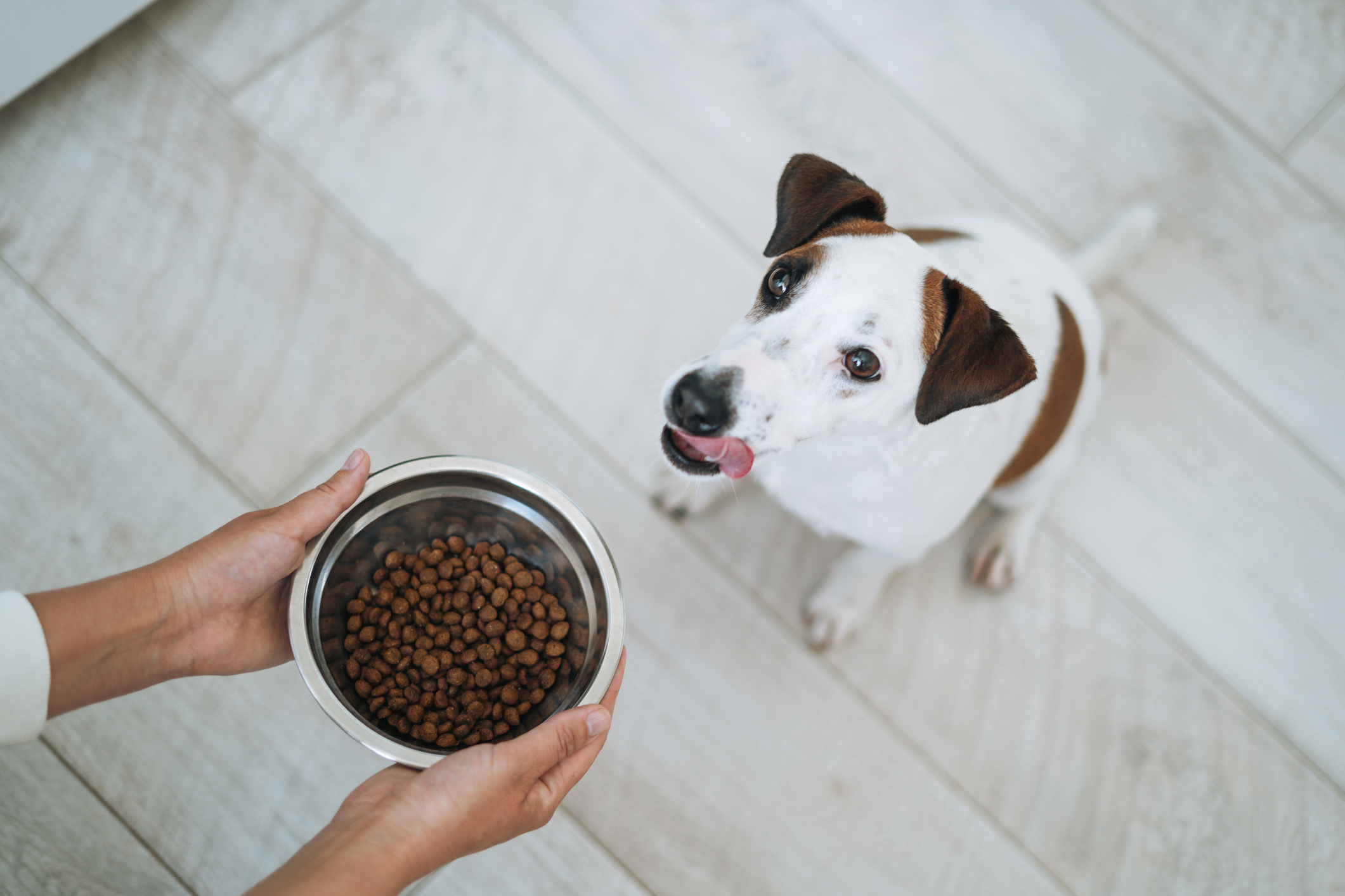Young brunette woman in casual clothes feeding dry food Jack Russell terrier dog in kitchen at home