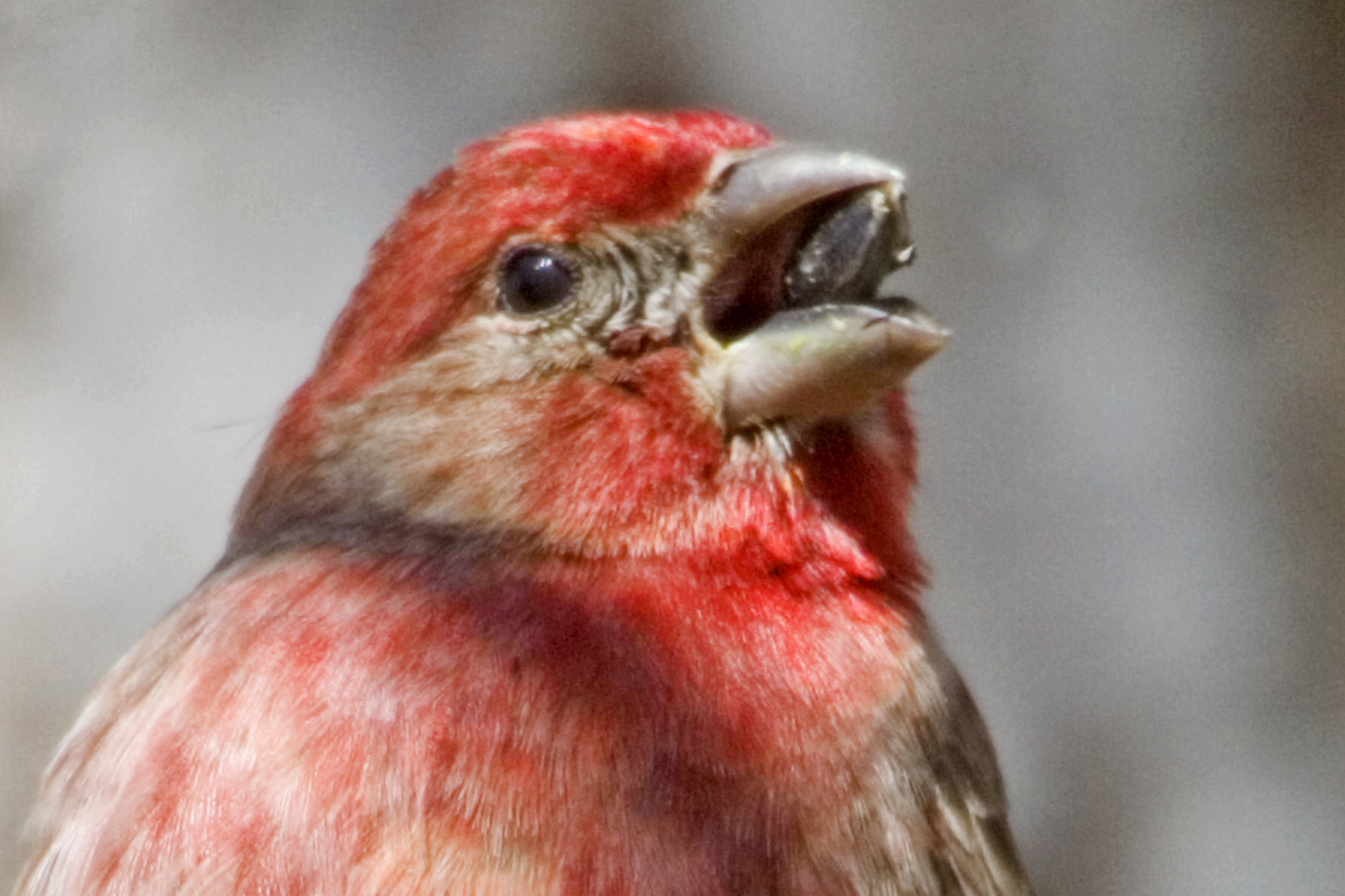 House Finch eating a seed close-up (Carpodacus mericanus) Moranga Reserve, California
