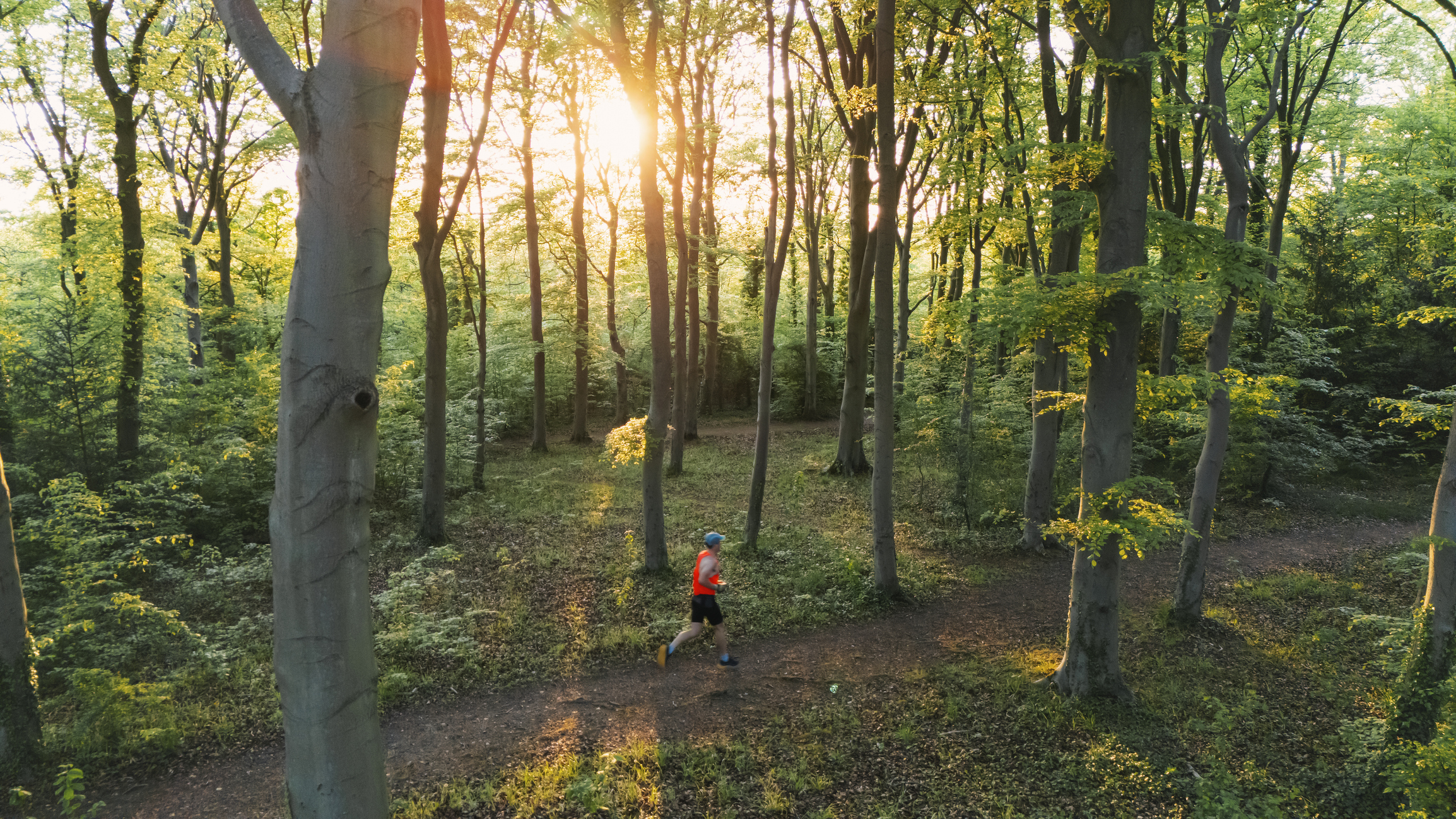 Elevated/drone view of a runner on a trail through a forest at close to sunset