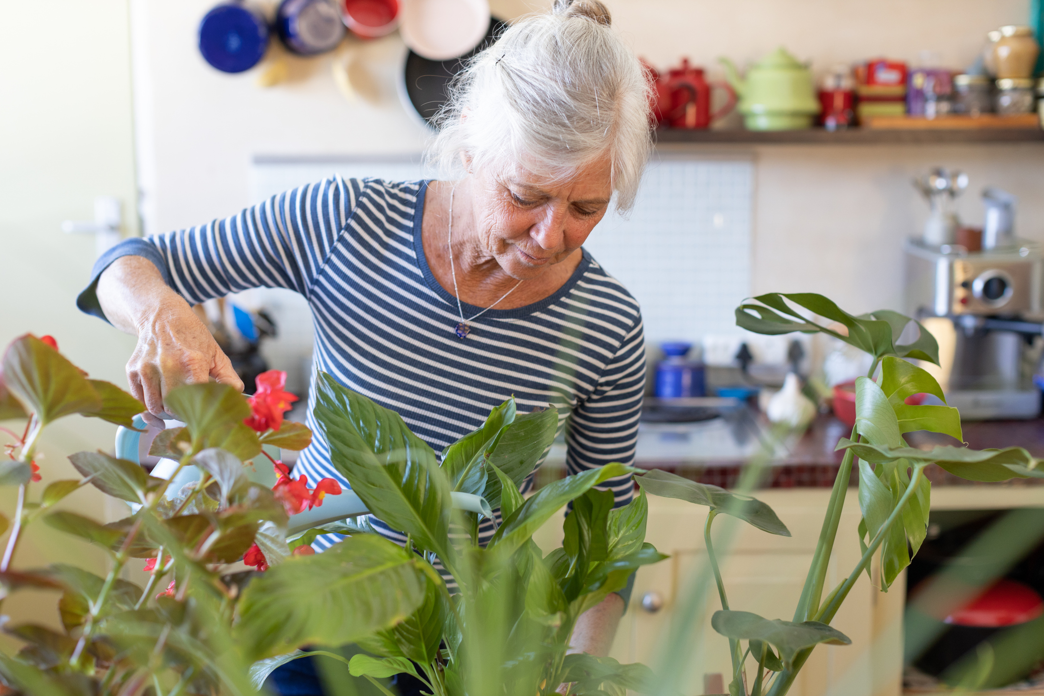 Senior woman caring for house plants in her kitchen