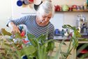 Senior woman caring for house plants in her kitchen