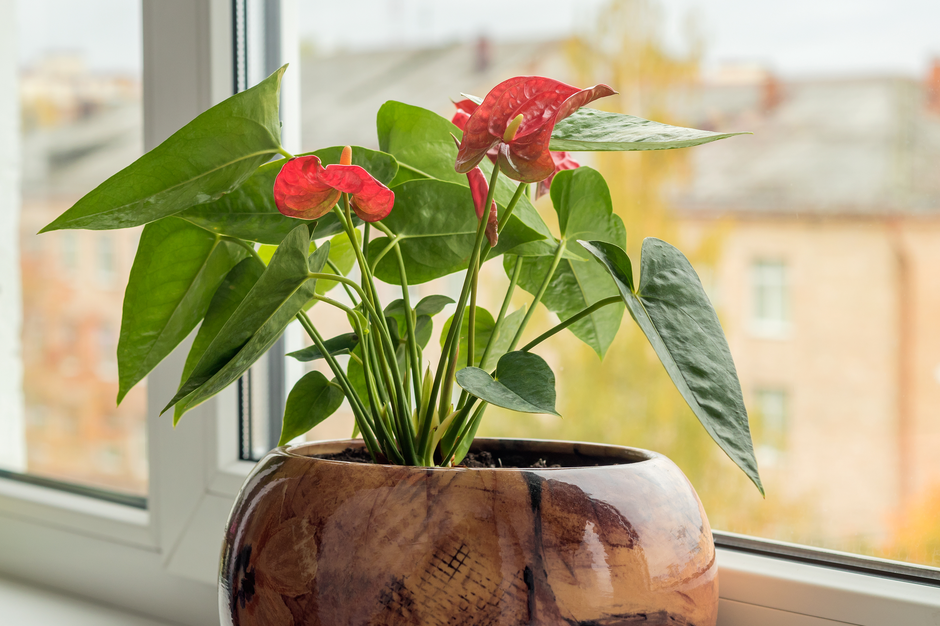 Home perennial plant Anthurium with red flowering inflorescences near the window in the room.