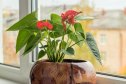 Home perennial plant Anthurium with red flowering inflorescences near the window in the room.