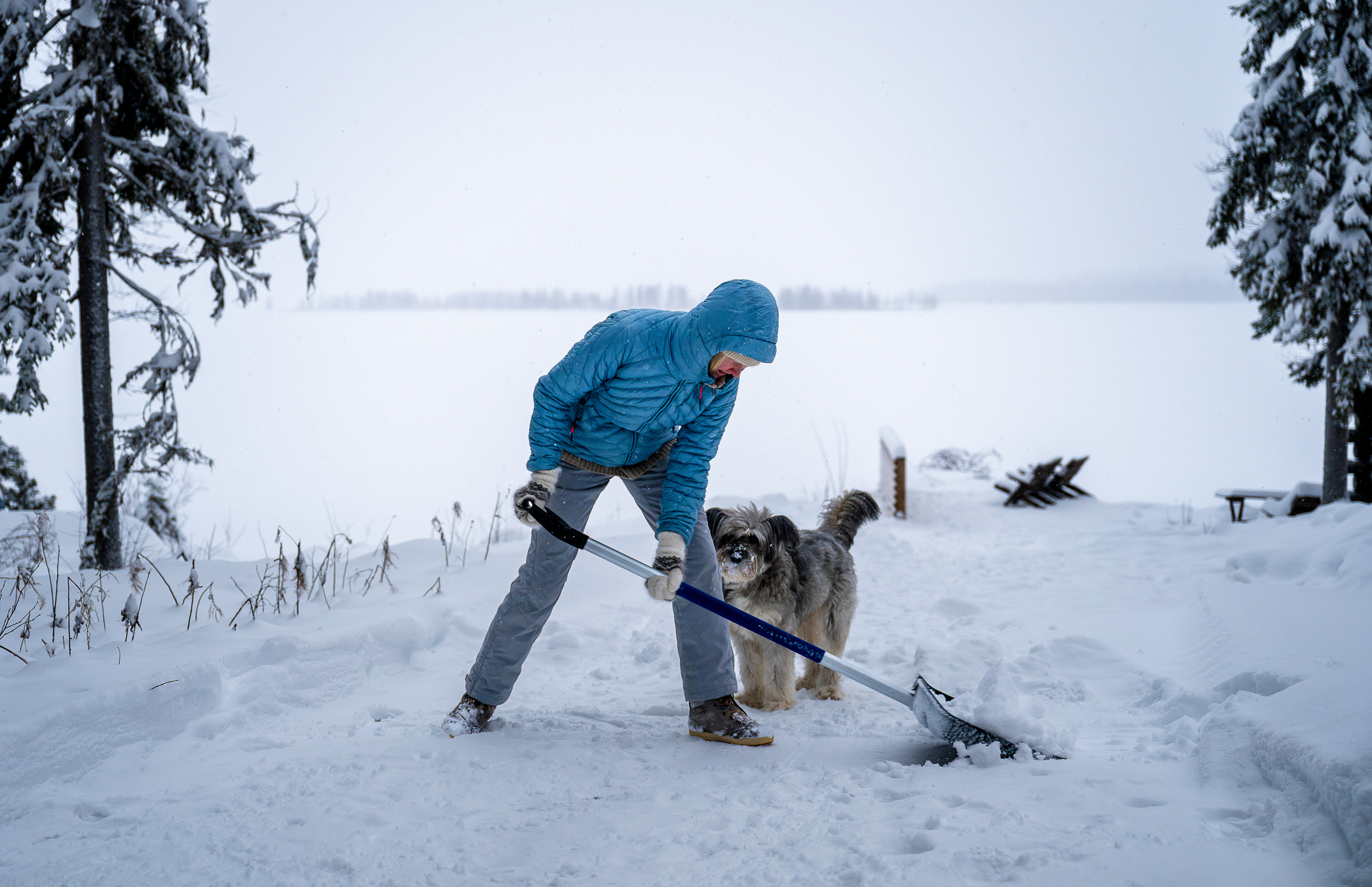 Woman in blue jacket shoveling snow with shovel with her dog on a snowy day