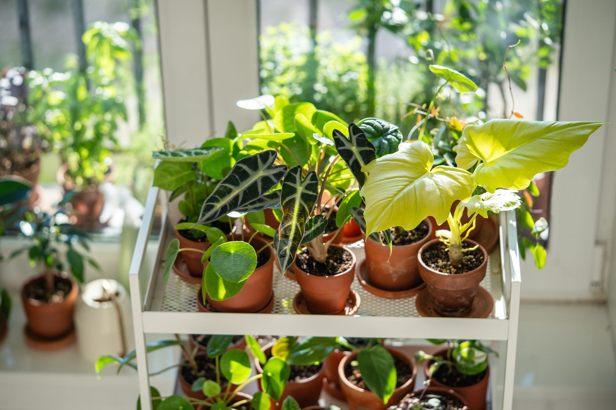 17 Pflanzen, die Sie bei The Sill mit 20 % Rabatt ergattern können – | ...