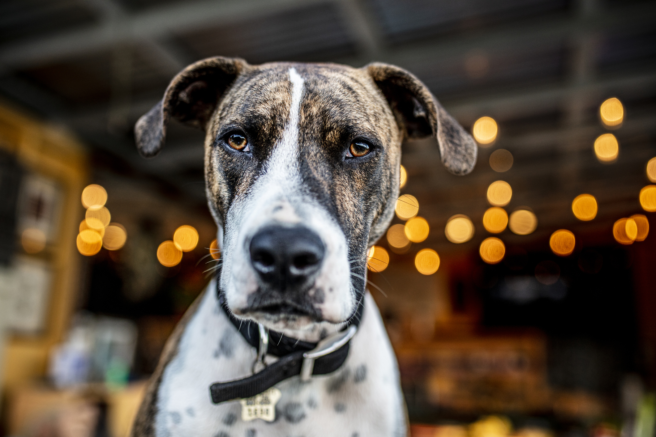 Mixture of Pit Bull und Katahoulu Leopard dog is looking into the camera