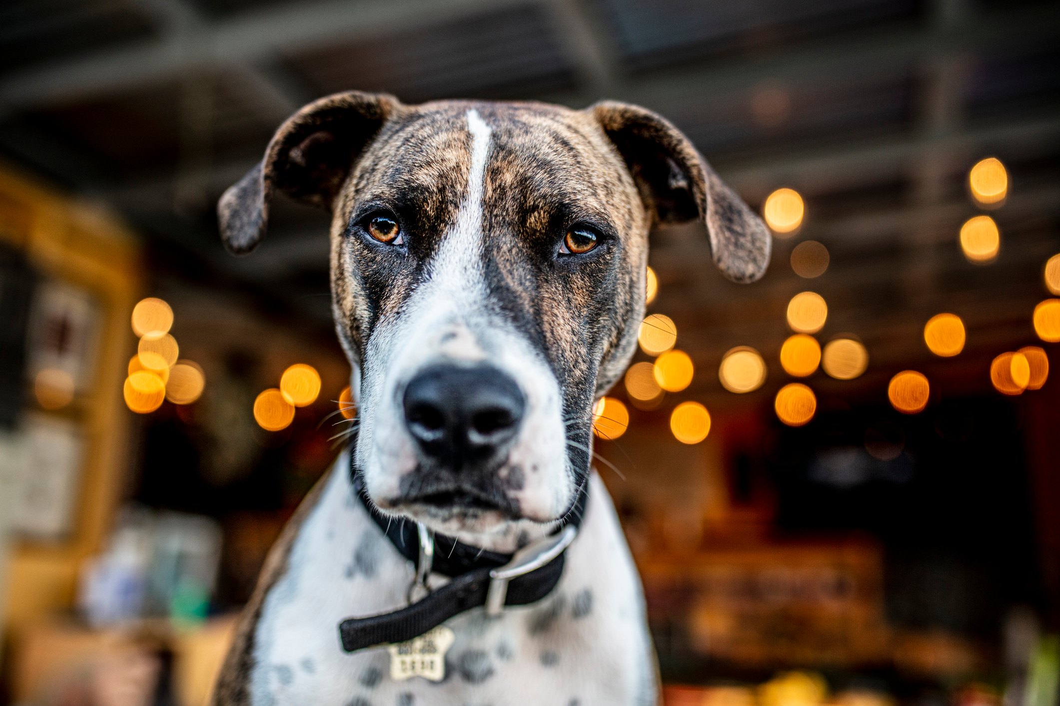 Dog Supplements That Can Help Them Live Longer, Happier Lives
