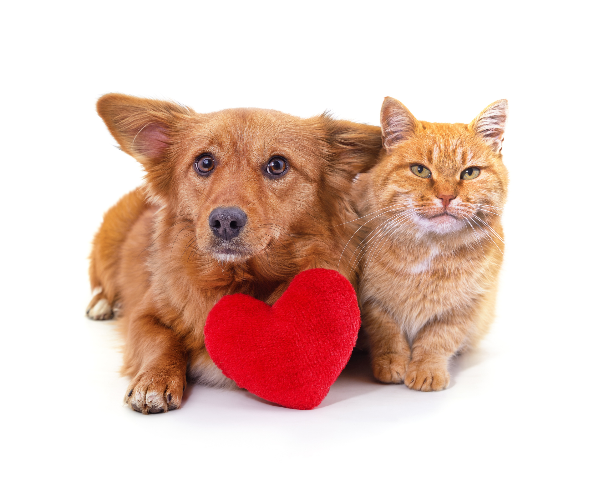 Cat and dog with a heart isolated on a white background.