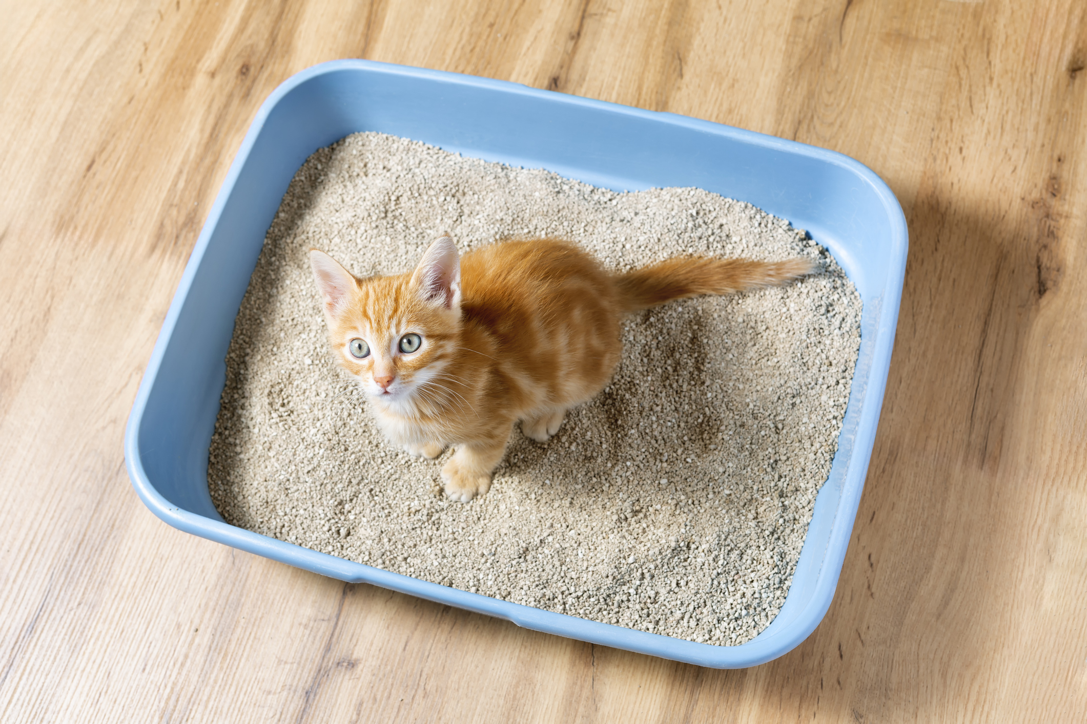 The kitten sits in the litter box. red kitten pees in her litter box.