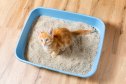 The kitten sits in the litter box. red kitten pees in her litter box.