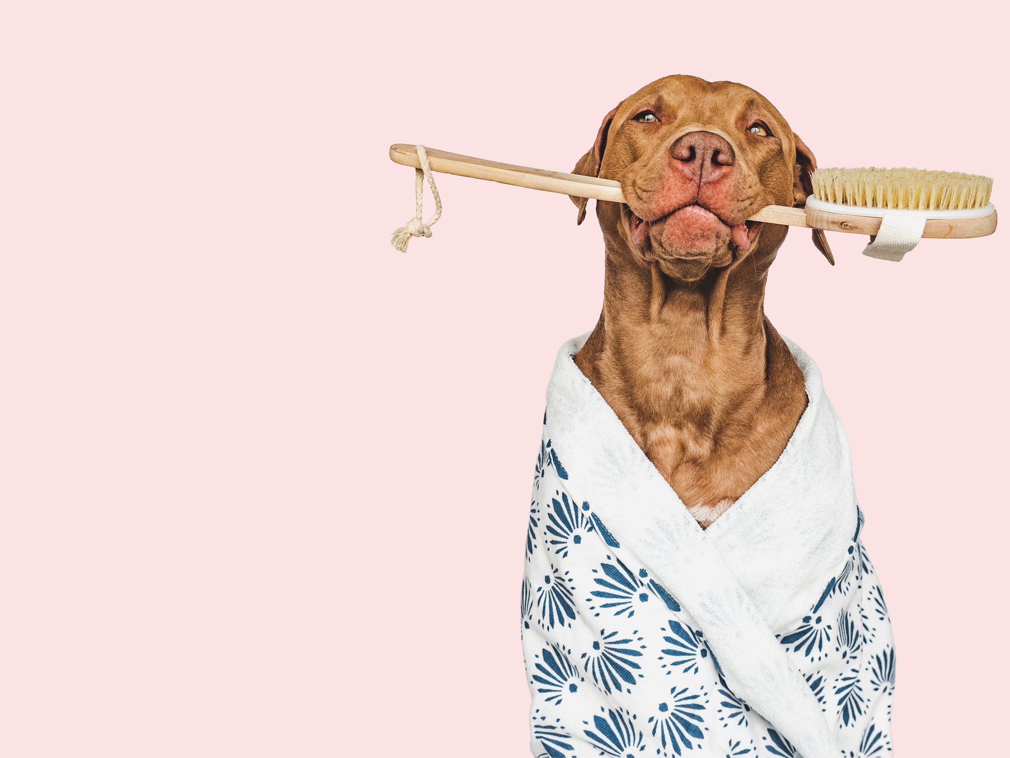 Cute puppy, wooden brush for washing and towel. Close-up, indoors. Studio shot, isolated background. Concept of care, education, obedience training and raising pets