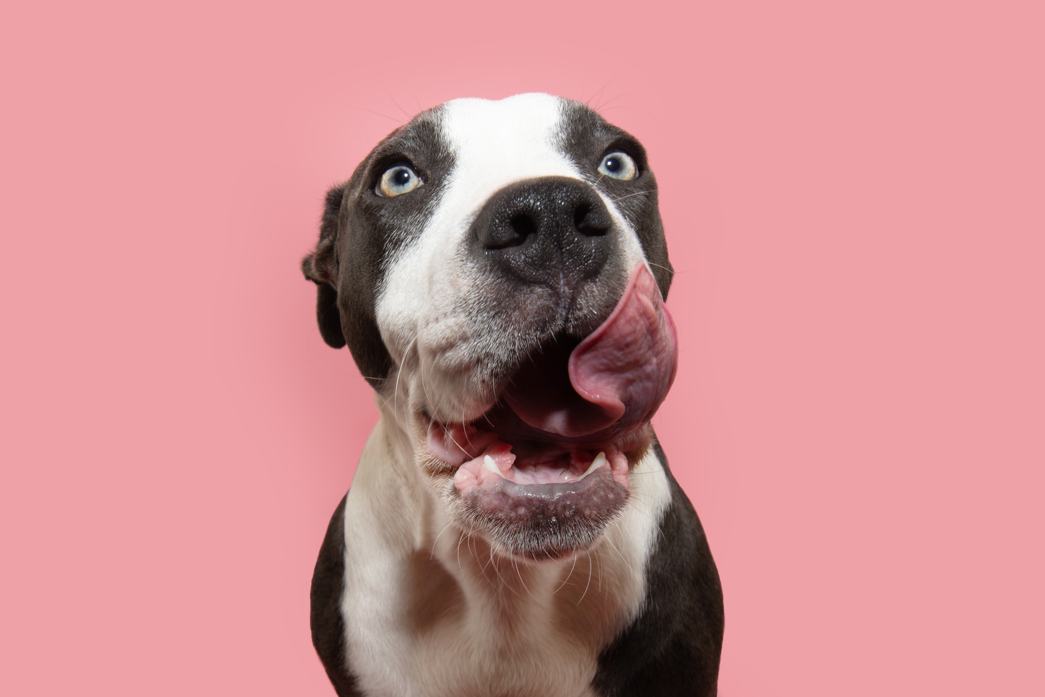 Hungry American staffordshire puppy dog eating and licking its lips with tongue. Isolated on pink background on summer or springtime