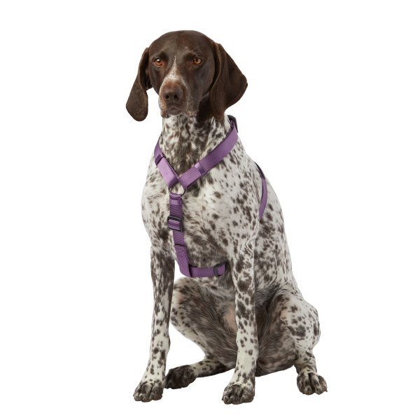 Top Paw Basic Nylon Dog Harness in Purple, Size: Small | PetSmart