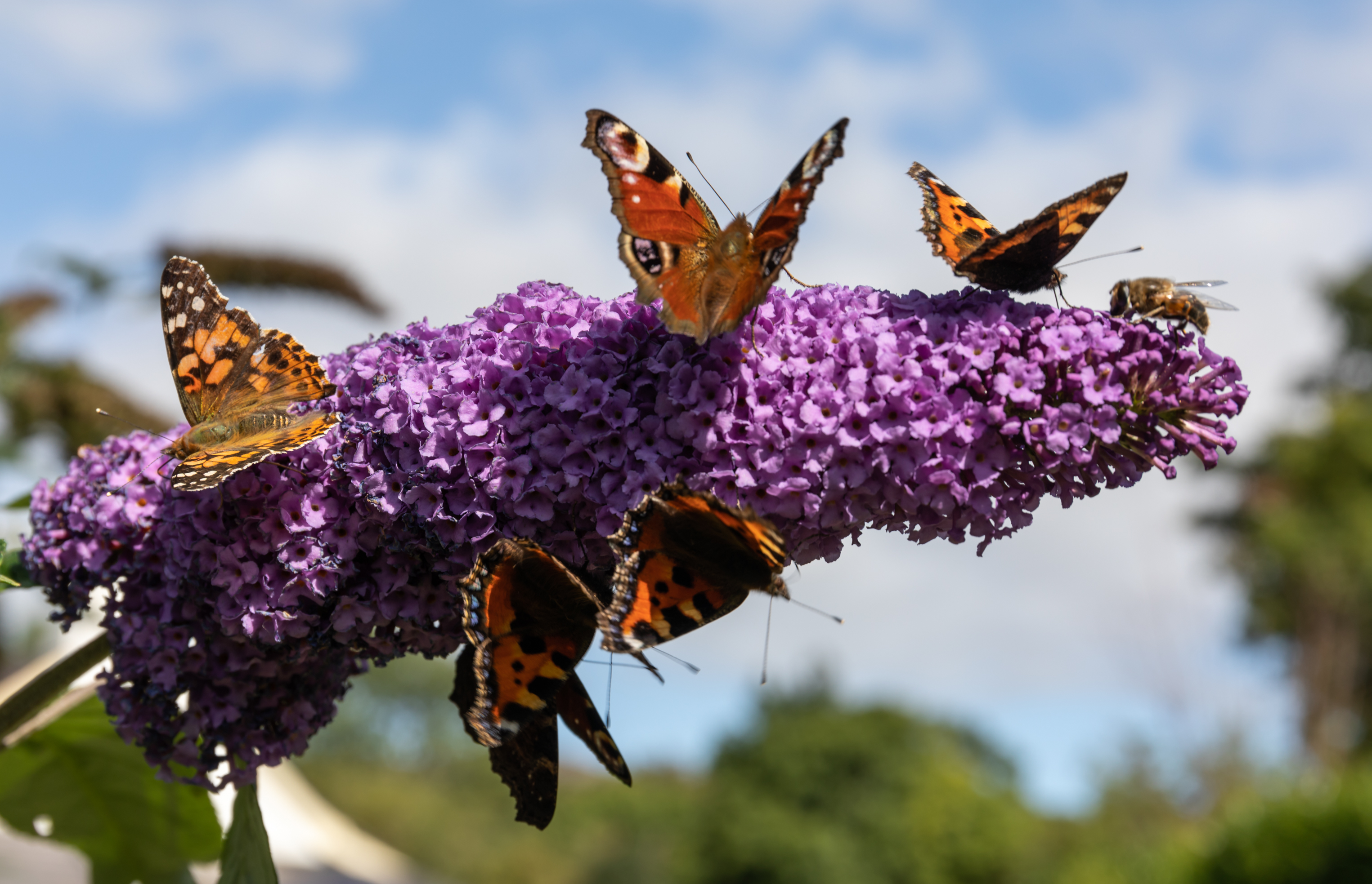 Painted Lady, Tortoiseshell & Peacock Butterflies, plus a honey bee, taking full advantage of some sunshine on a Buddleia Flower.