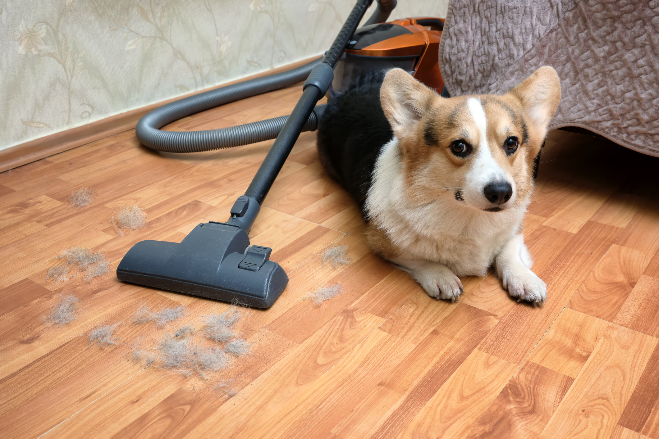 Close-up dog corgi of lots of dog hair on the bedroom floor. A vacuum cleaner in the background. Pet care and keeping the house clean. Selective focus.