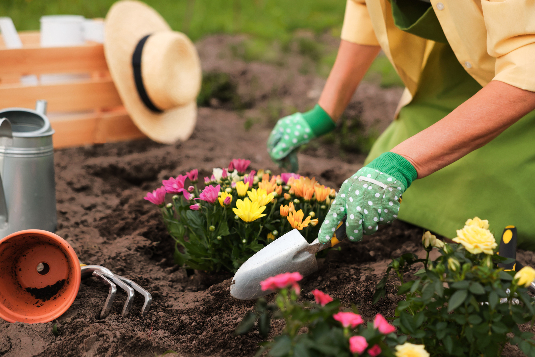 Woman in gloves working with shovel in garden, closeup. Transplanting beautiful flowers
