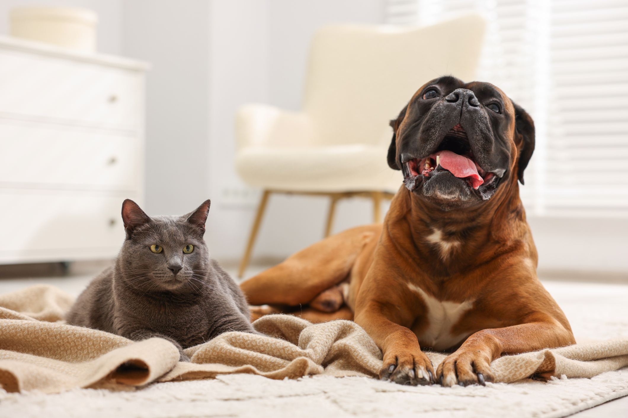 Cute dog and cat lying on floor at home