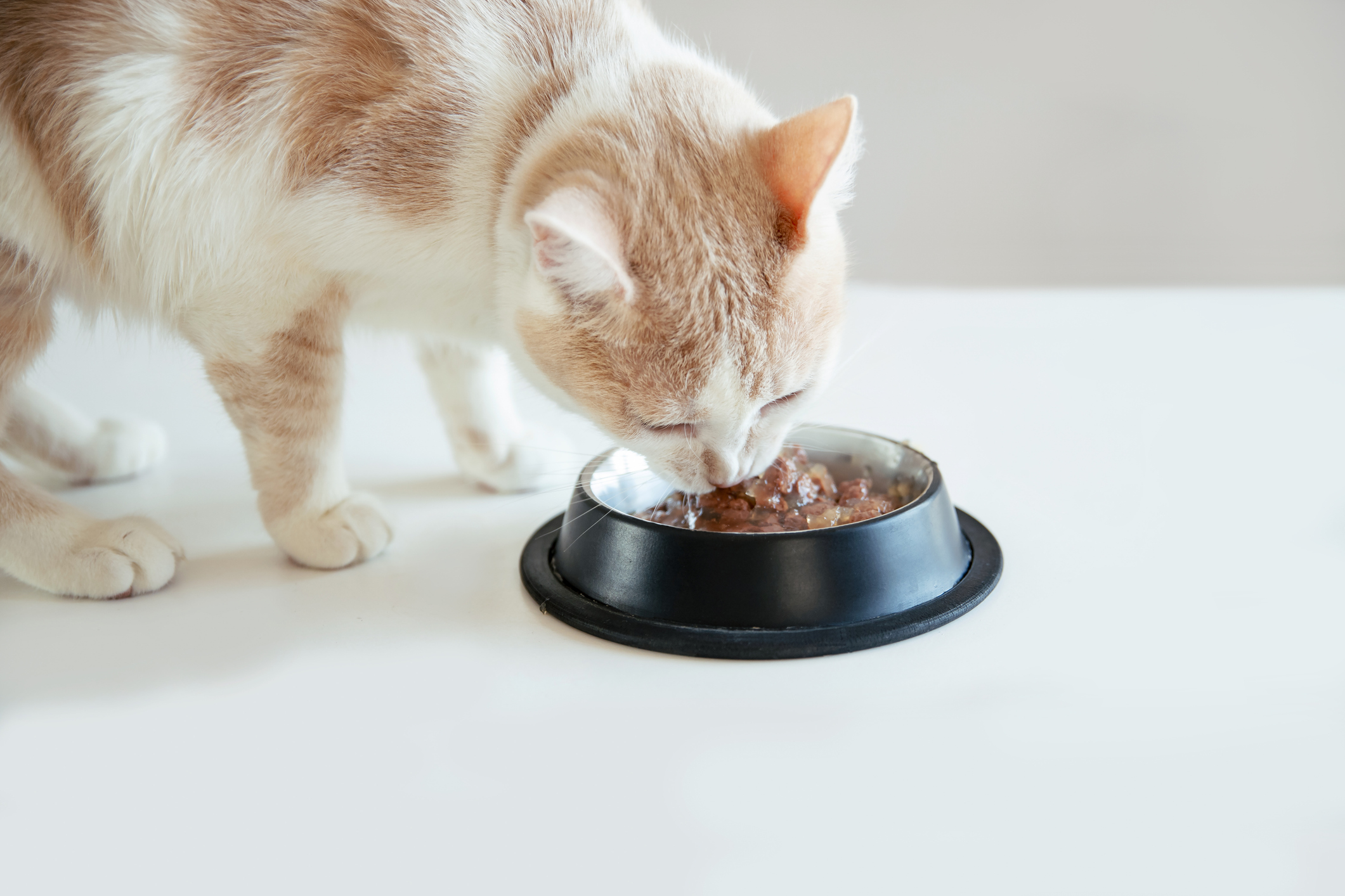 Cute cat eating wet food from bowl standing on white table. copy space