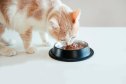 Cute cat eating wet food from bowl standing on white table. copy space