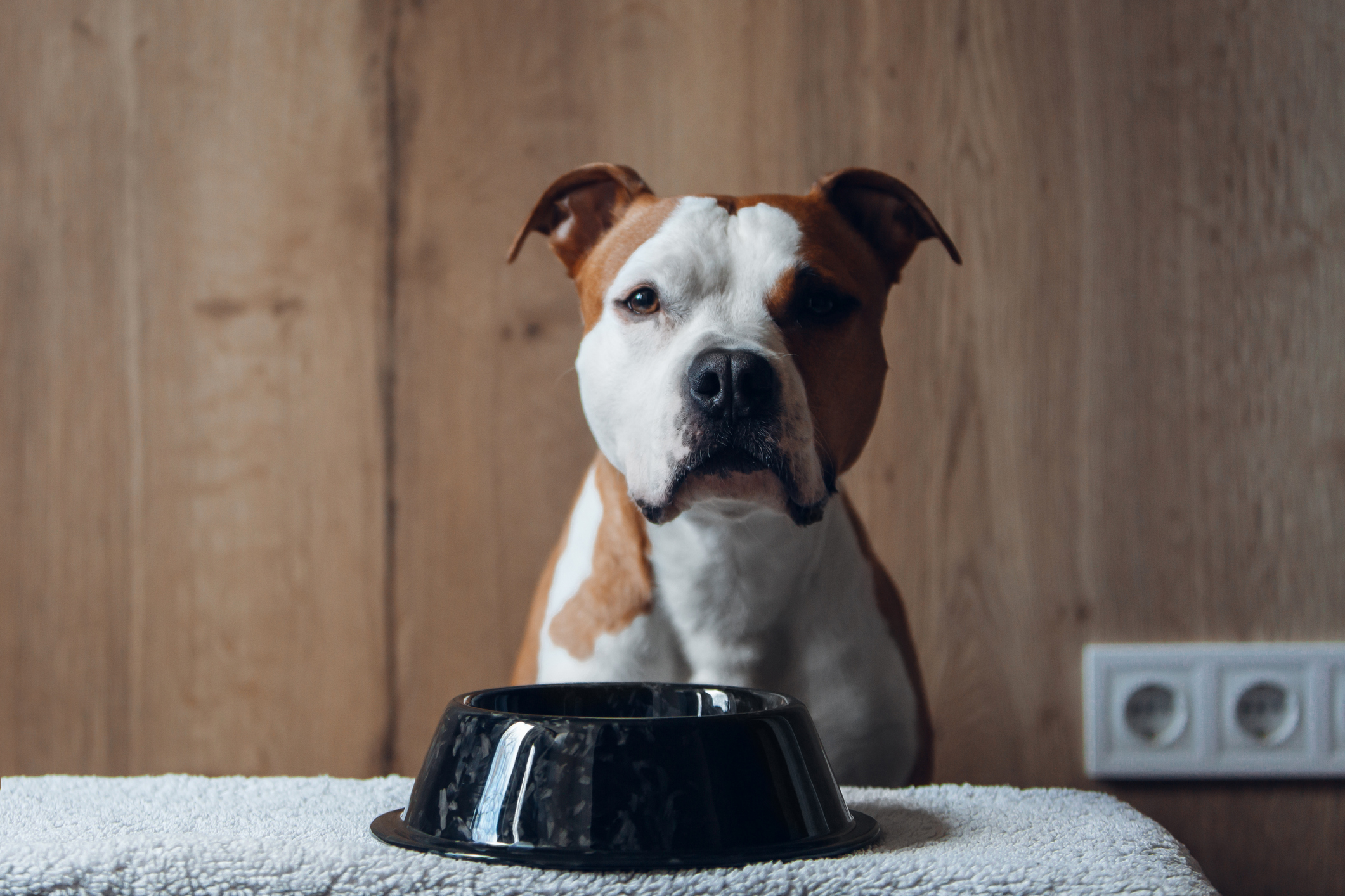 Amstaff dog is sitting near meal bowl