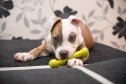 American Staffordshire Terrier in obedience training