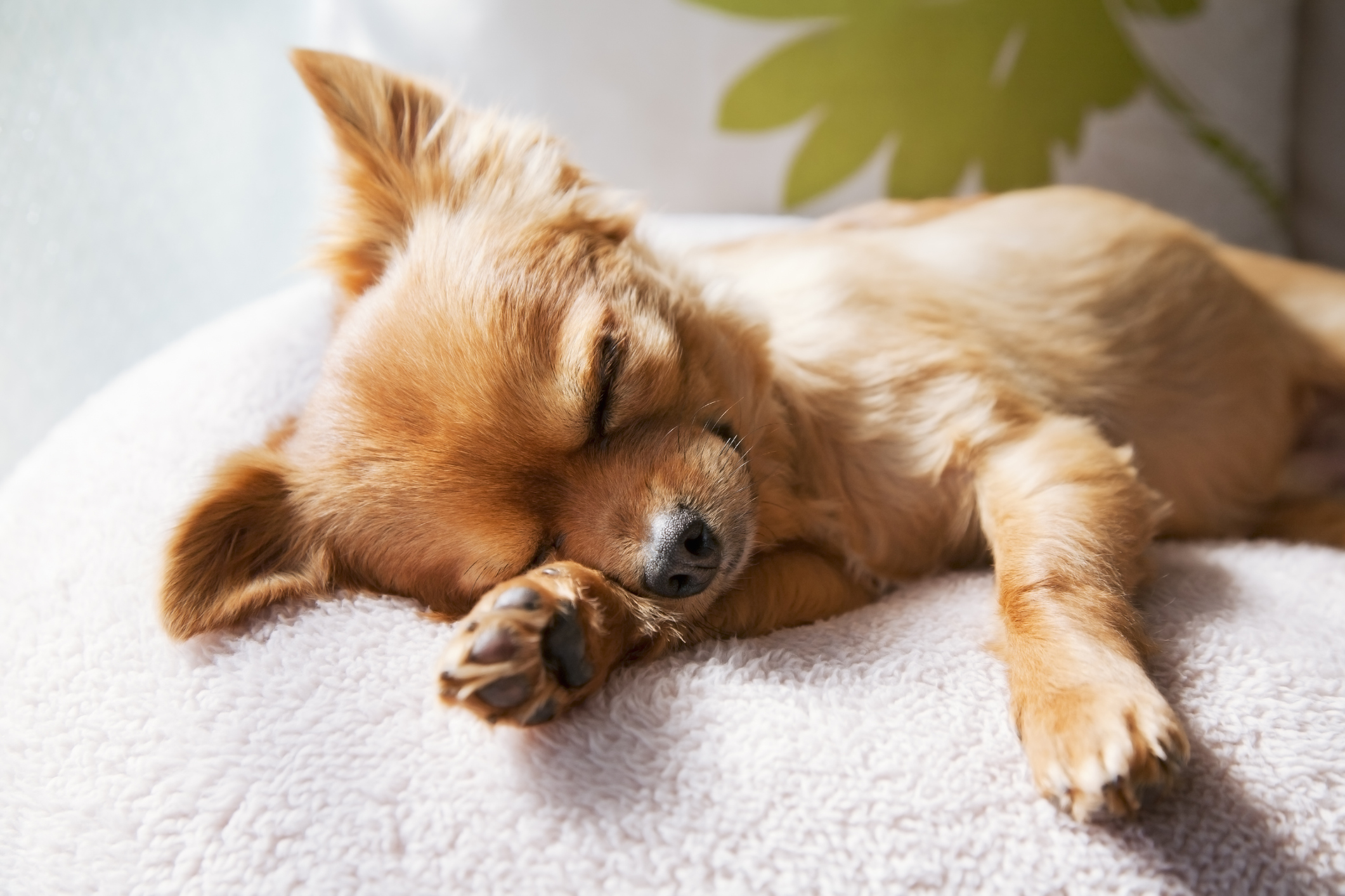 Pup sleeping on orthopedic dog bed