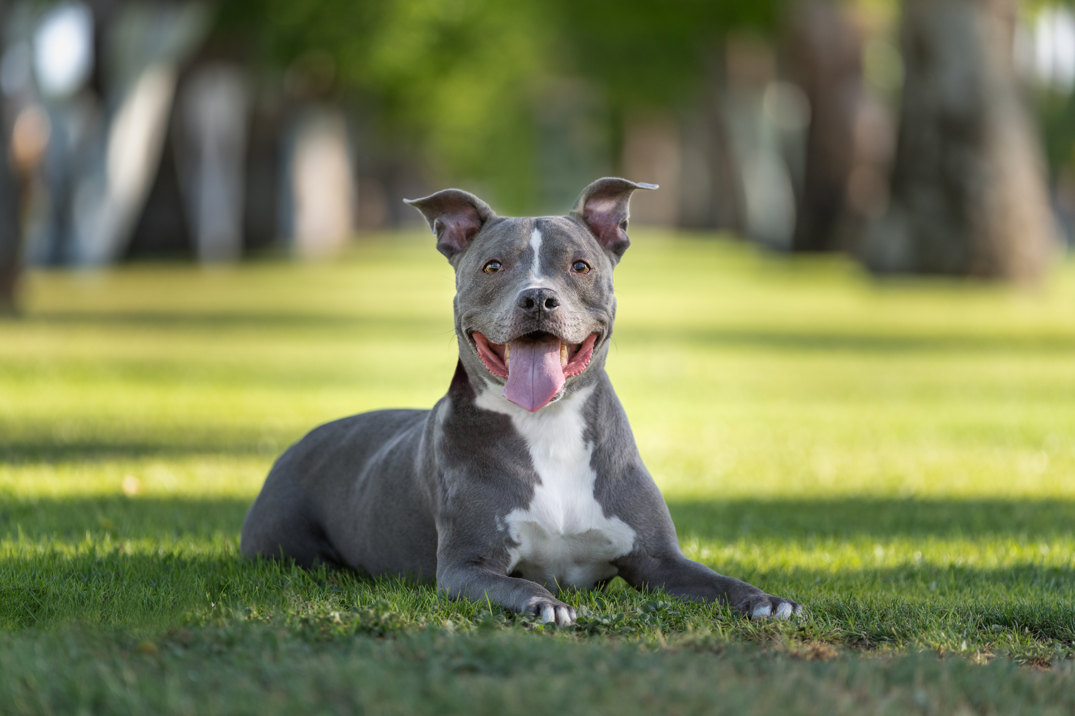 Smiling grey pitbull portrait on the grass at the park