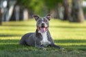 Smiling grey pitbull portrait on the grass at the park
