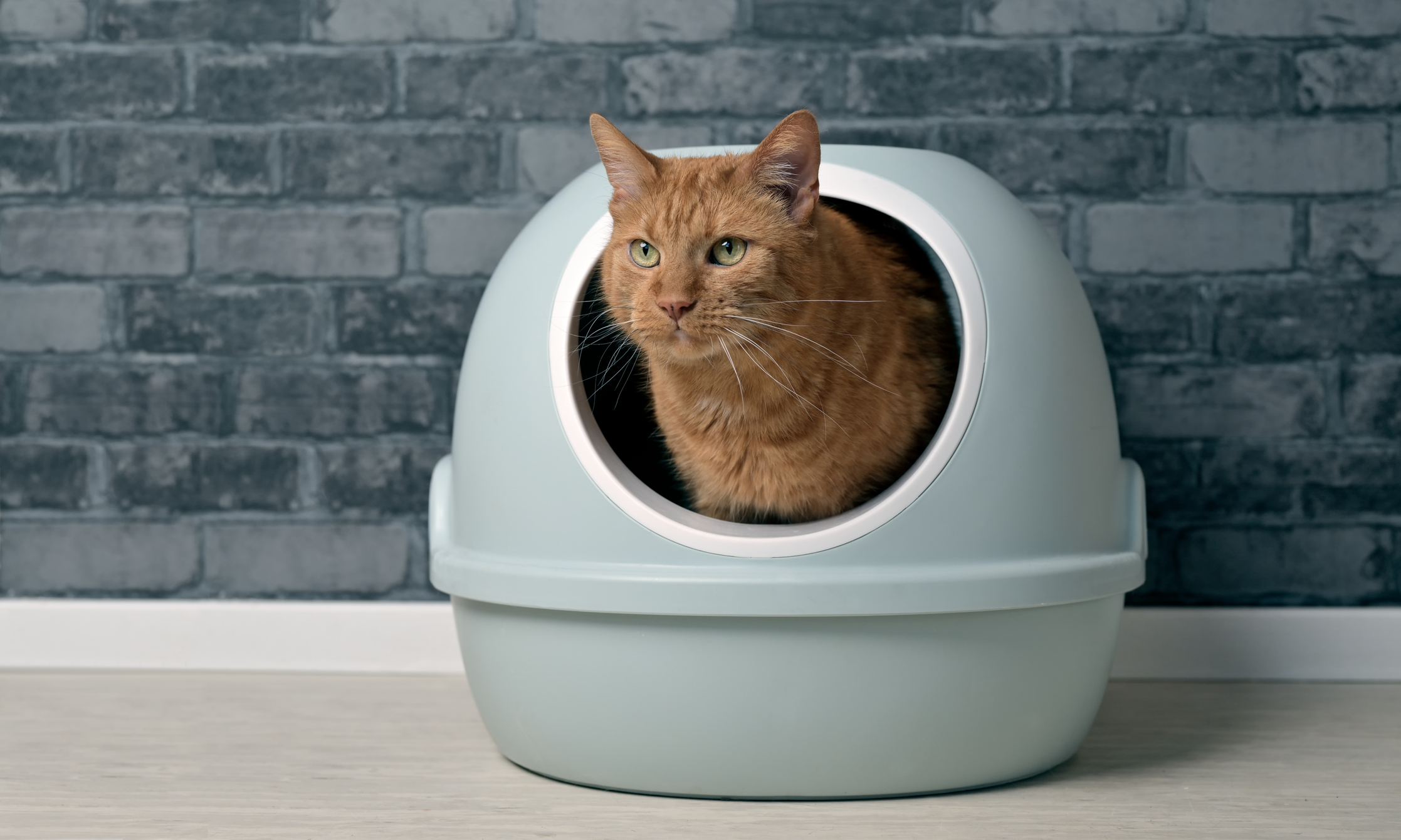 Cute red cat sitting in a self-cleaning litter box and looking away. Panoramic image with cop space.