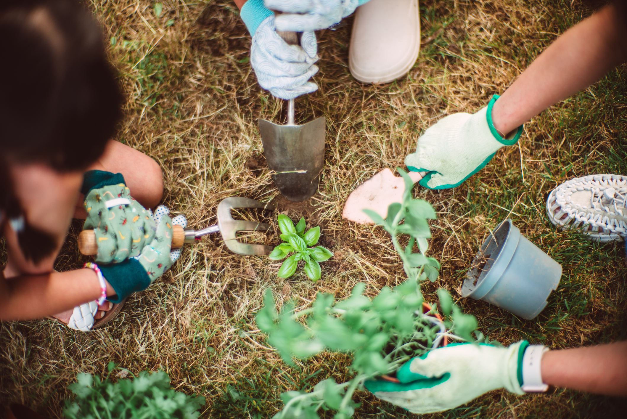 Close-up overhead view of a parent and two children planting herbs together in the backyard.