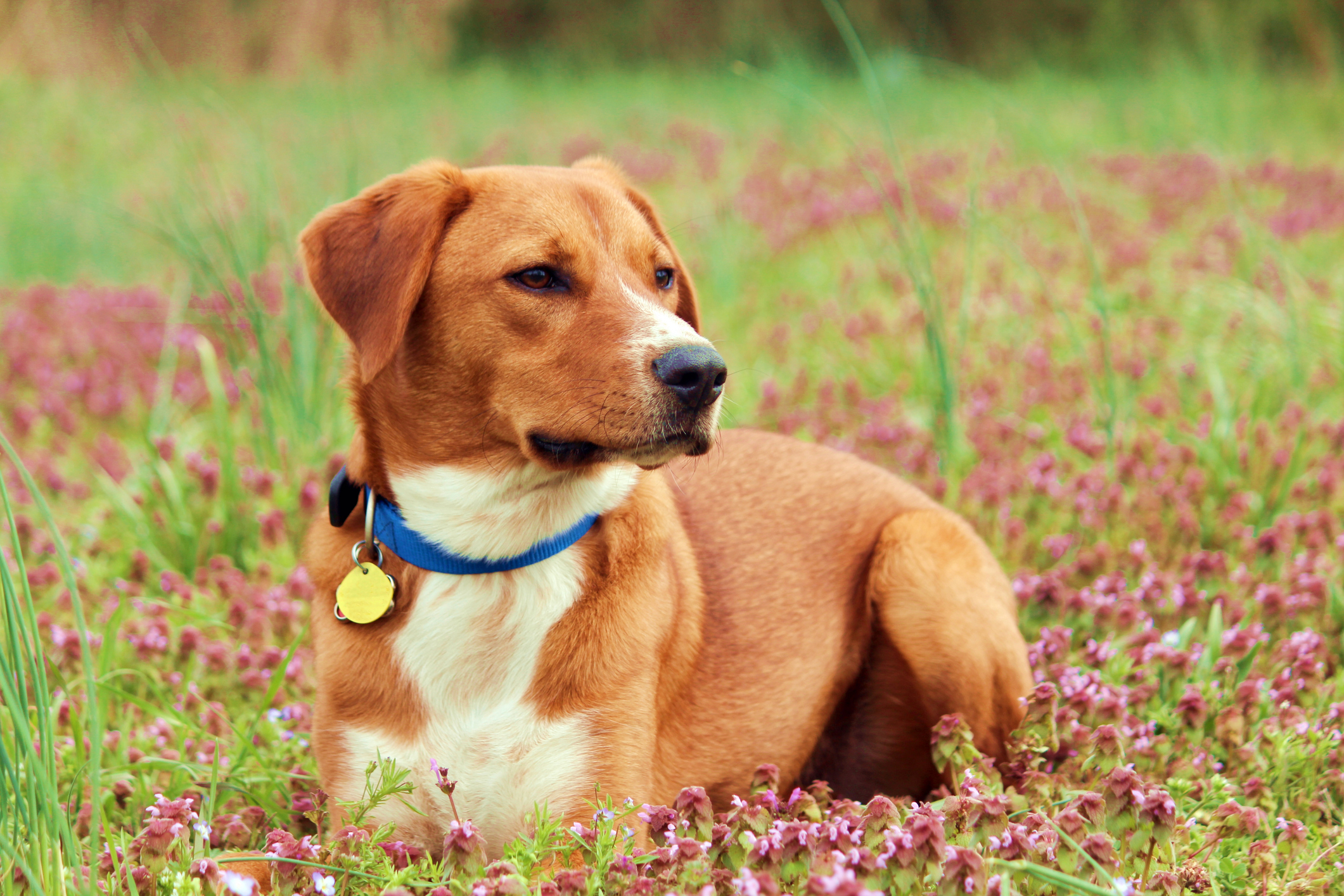A Tan and white, mix breed dog laying in the grass and clover, Dog with collar and tags