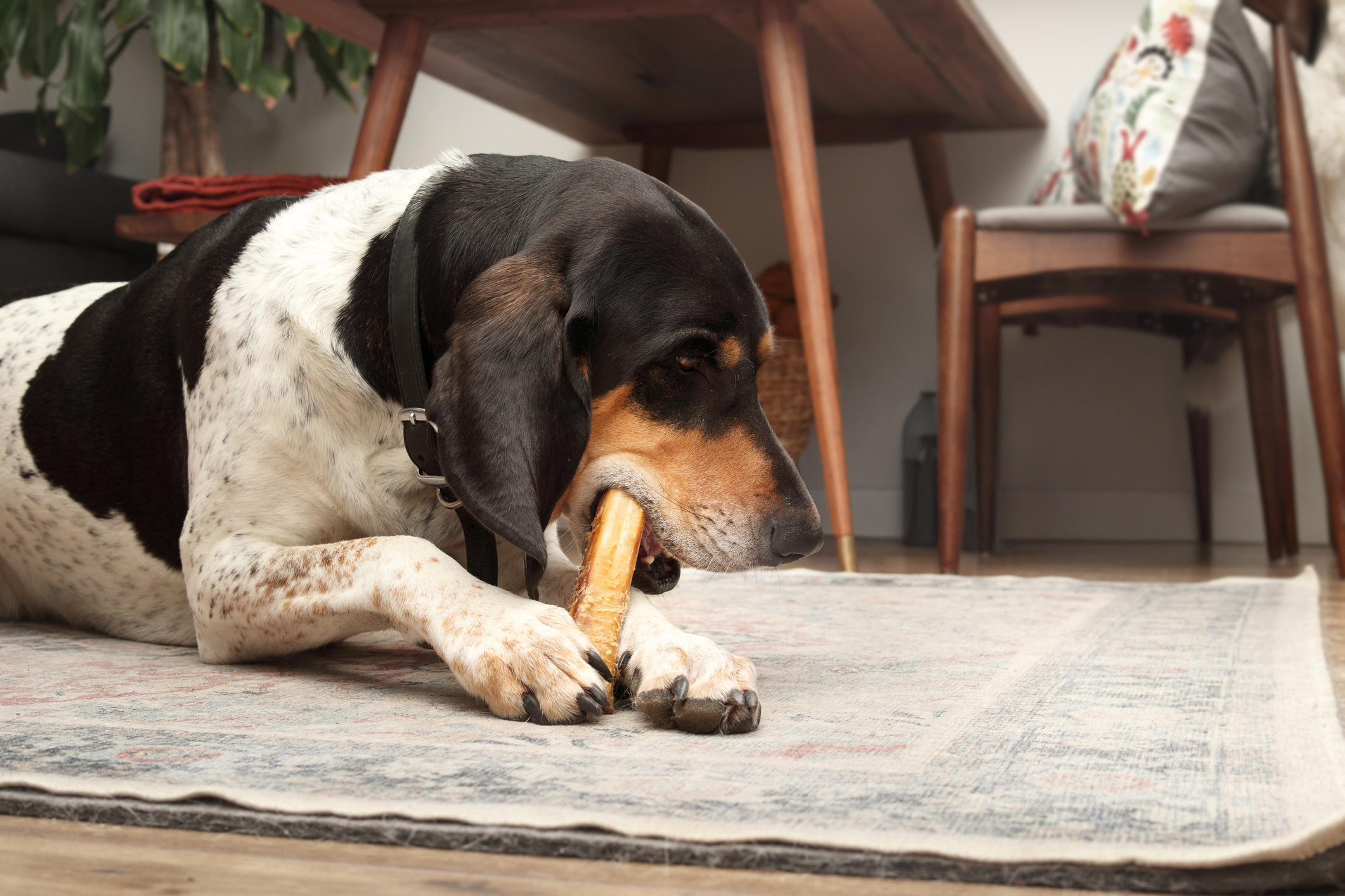 Extra large puppy dog chewing or eating rawhide bone. Pet Dental health. 4 years old male Bluetick Coonhound or Coon dog, black white mottled. Selective focus.