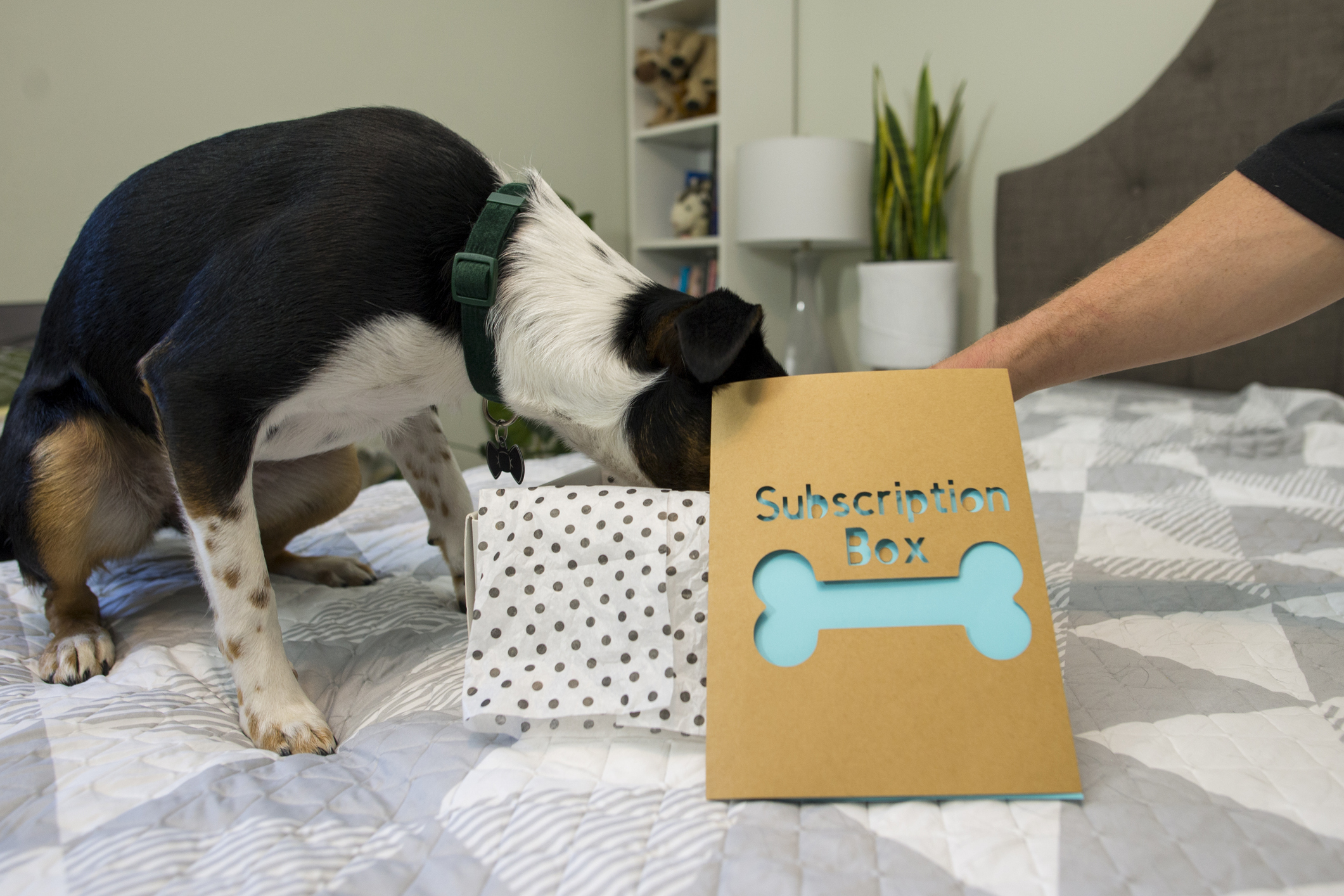 Closeup of a description card for a monthly dog and pet themed subscription box that came in the mail ordered by a pet owner. Behind, a pet dog is sniffing and the owner is exploring through the box full of toys, treats and food.
