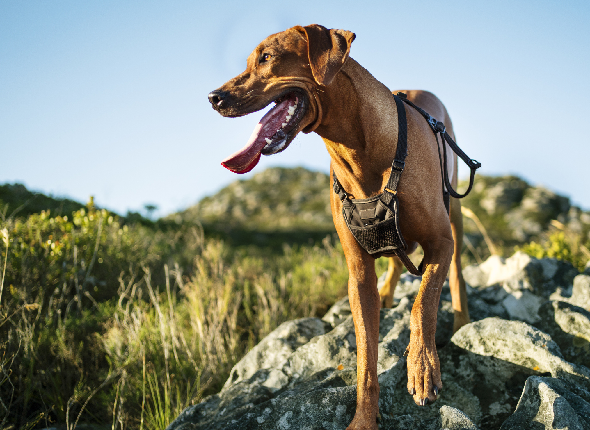Brown dog with sturdy harness walking over rocky nature trail