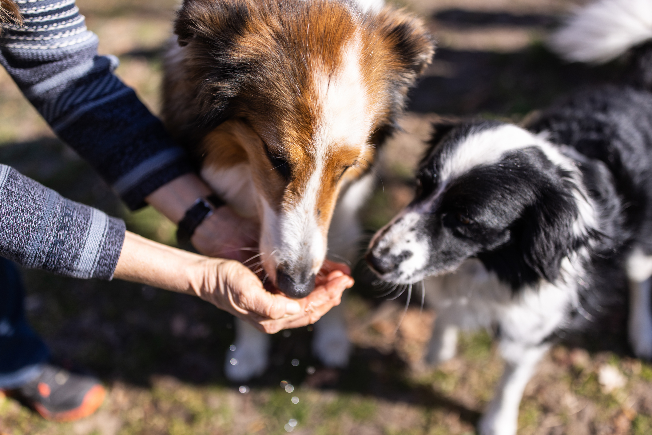 Close-up of two dogs eating from hands of a woman. Female hands feed treat to two pet dogs outdoors.