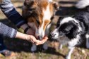 Close-up of two dogs eating from hands of a woman. Female hands feed treat to two pet dogs outdoors.
