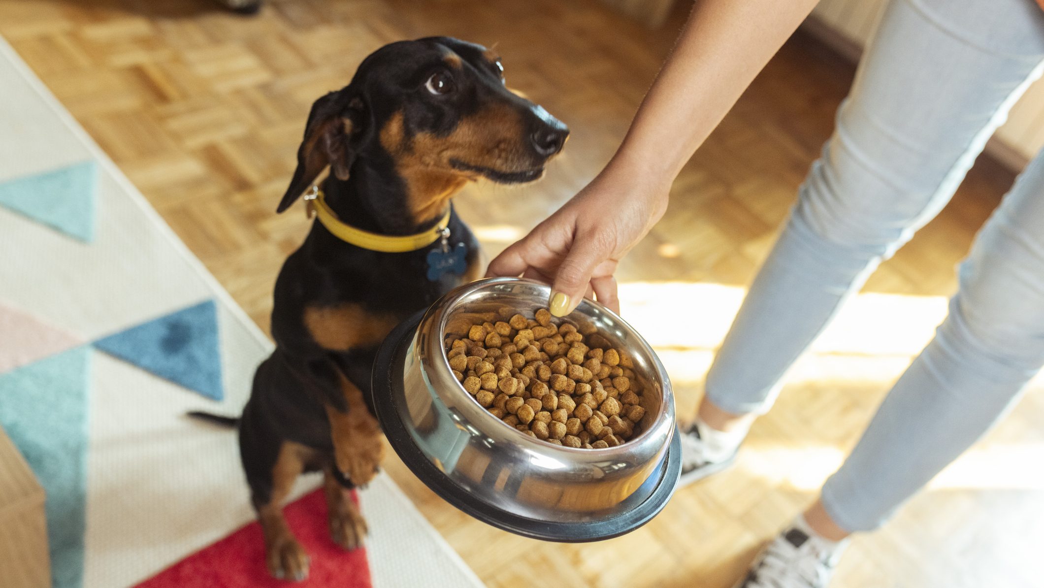 Unrecognizable woman serves food to her cute dog in a stainless steel pet food bowl
