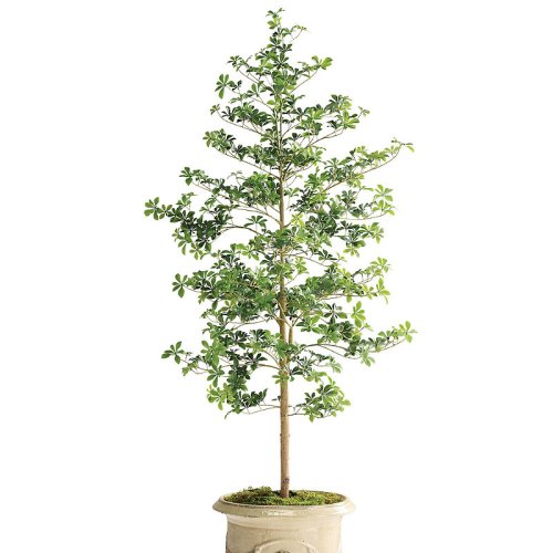 Outdoor 6 ft. Tree Frontgate