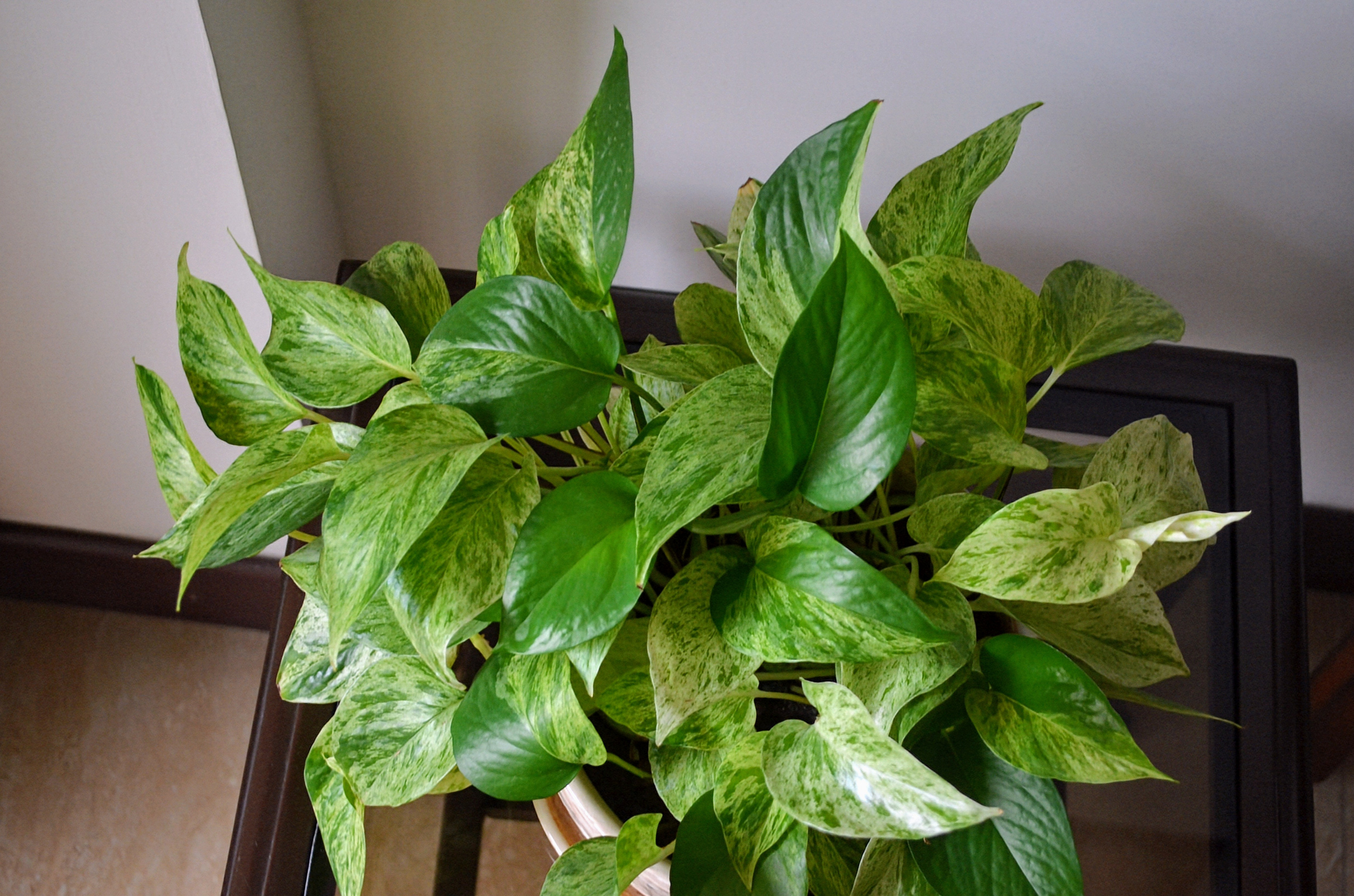 Epipremnum aureum is a species of flowering plant in the arum family Araceae.The plant has a multitude of common names including golden pothos,Ceylon creeper, ivy arum,money plant and devil's ivy.