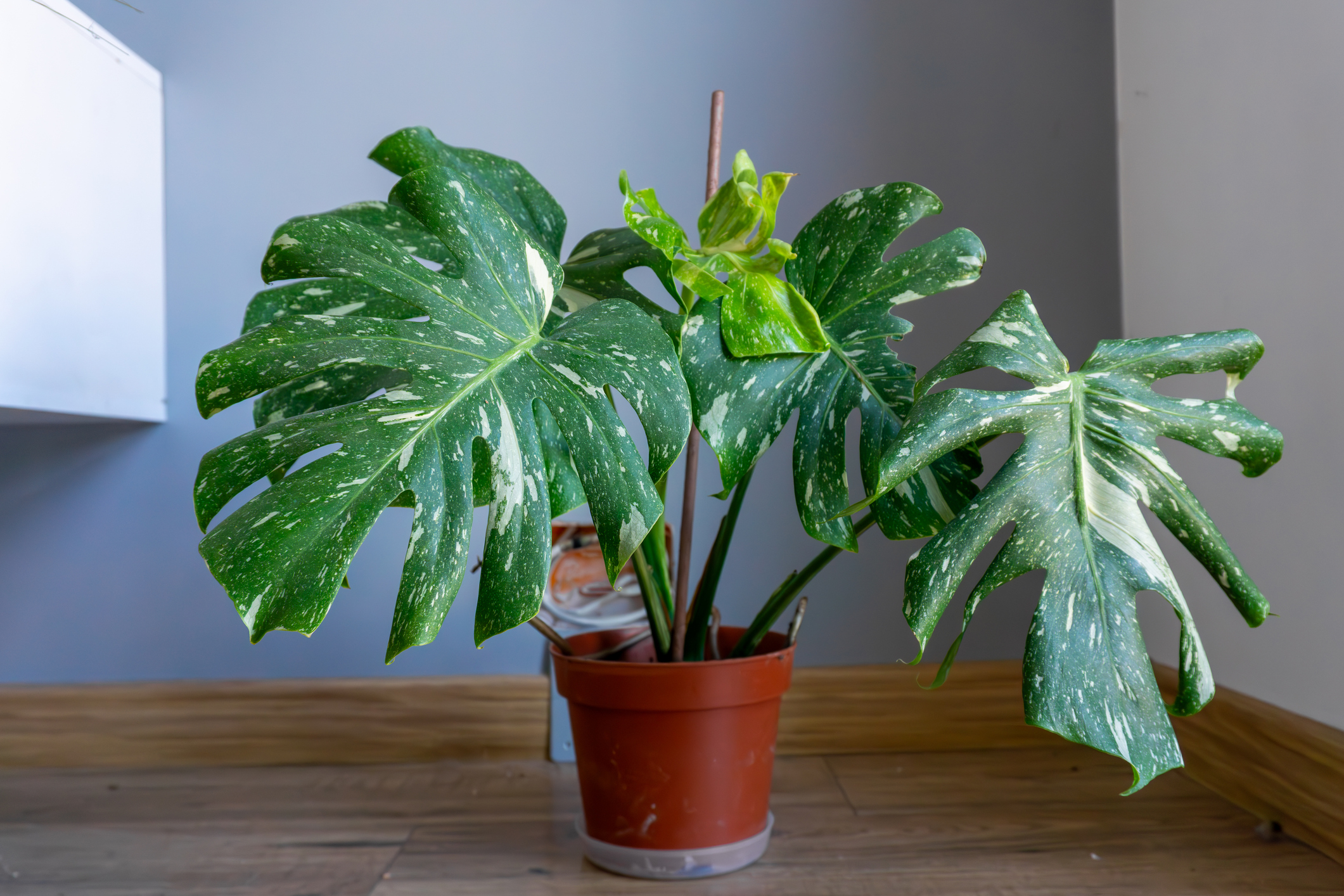 Potted Monstera Thai Constellation with distinctive variegated leaves. Decorative houseplant placed in a modern interior on a wooden floor.